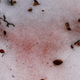 Algae or “glacier blood” on the snow near Villar-d’Arene in the French Alps in 2021.